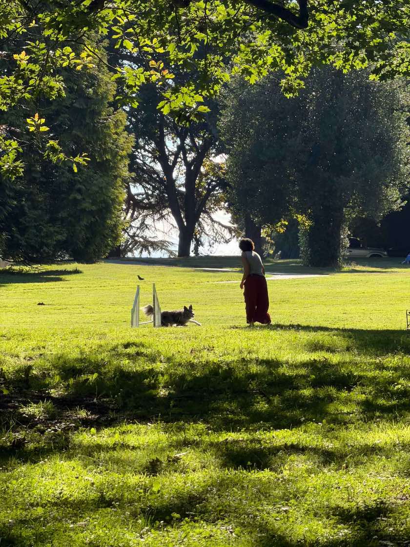 Dog Training at Volunteer Park